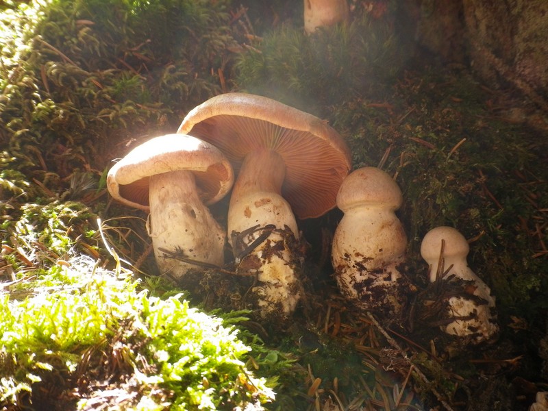 Due funghi dalla Val Maggiore Brunico